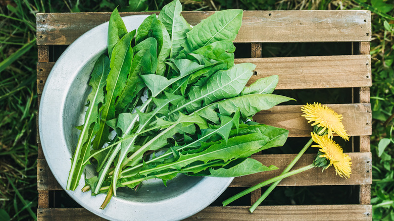 Plate of dandelion greens