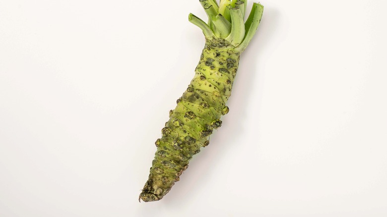 wasabi plant on white background