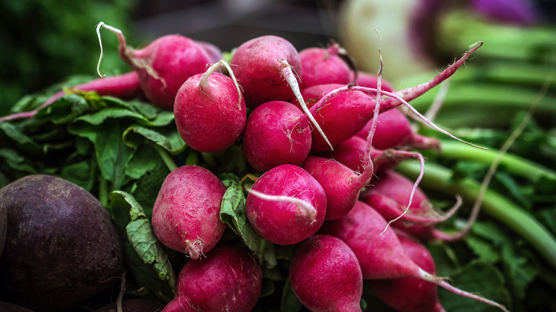 Large bunch of radishes