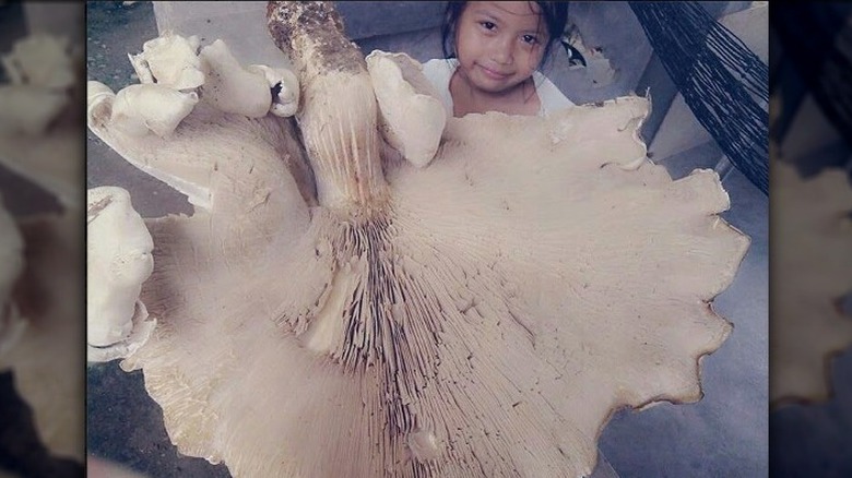 Child holding giant white mushroom