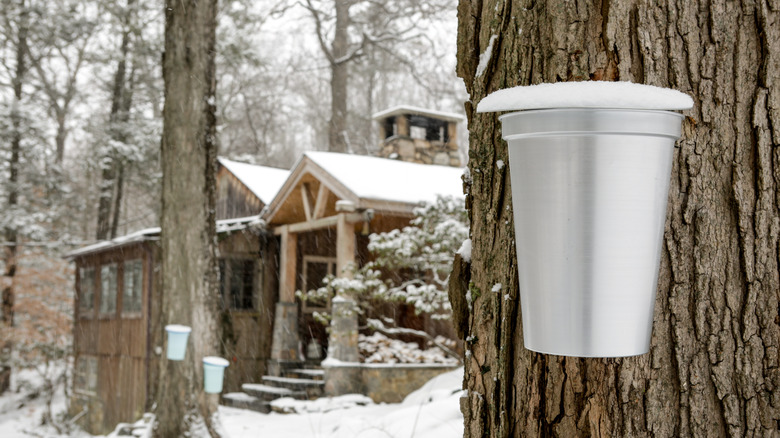 buckets collecting maple sap from trees