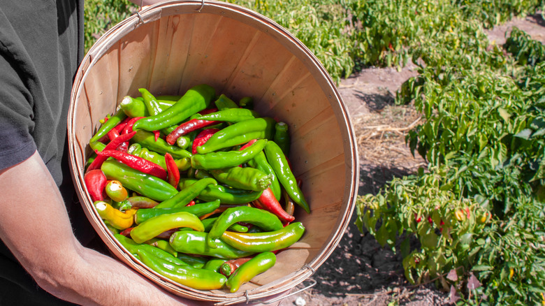 Basket of hatch chiles