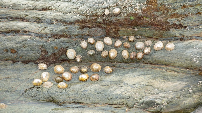 Limpets on a rock