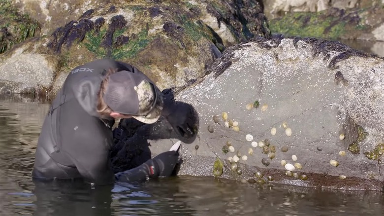 Jacob Harth foraging limpets