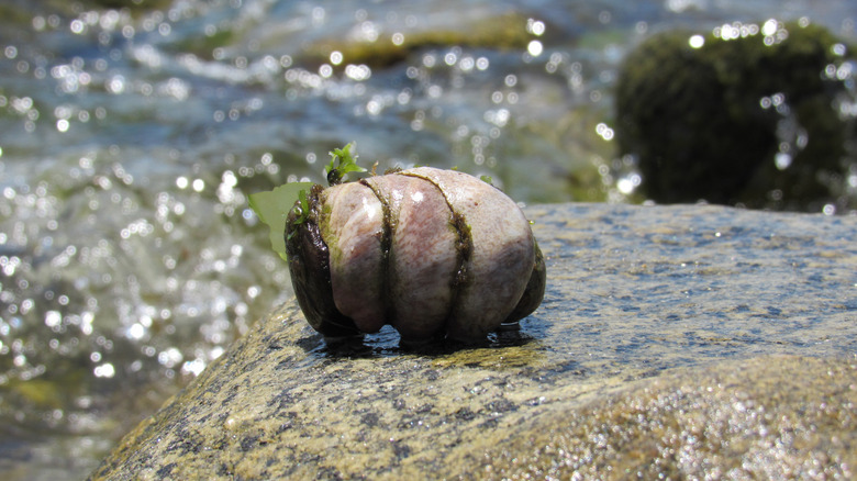 Slipper Limpets stacked together