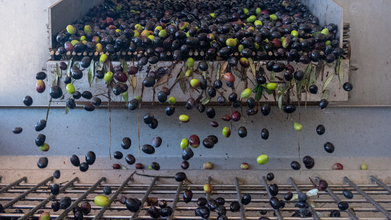 olive sorting in factory