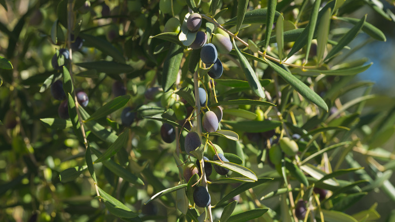 olives on Cailletier tree branch