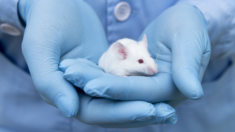 Lab mouse held in hands