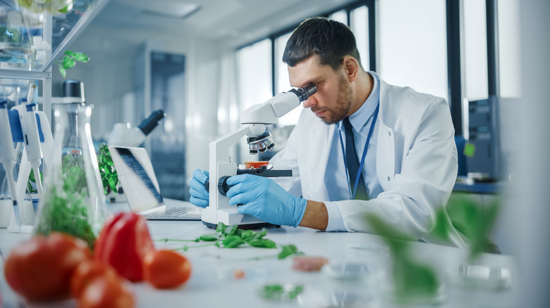 Scientist working on GMO crops