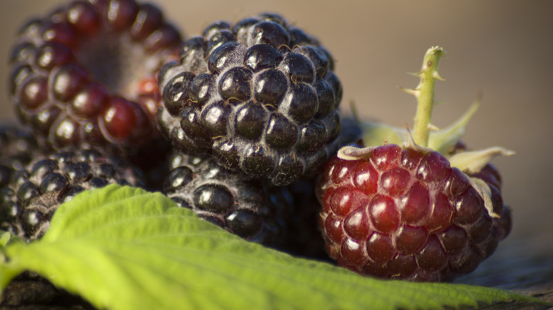 fresh black raspberries