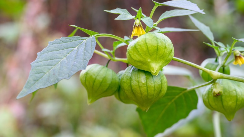 What Are Tomatillos And What Can You Do With Them?