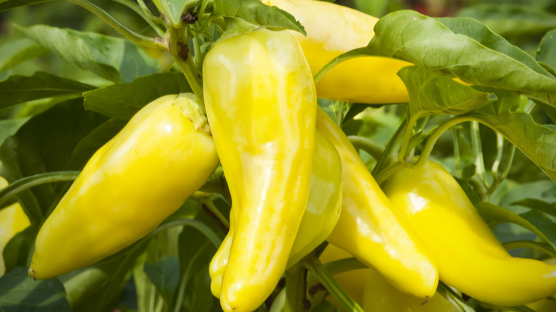 Banana peppers on the vine