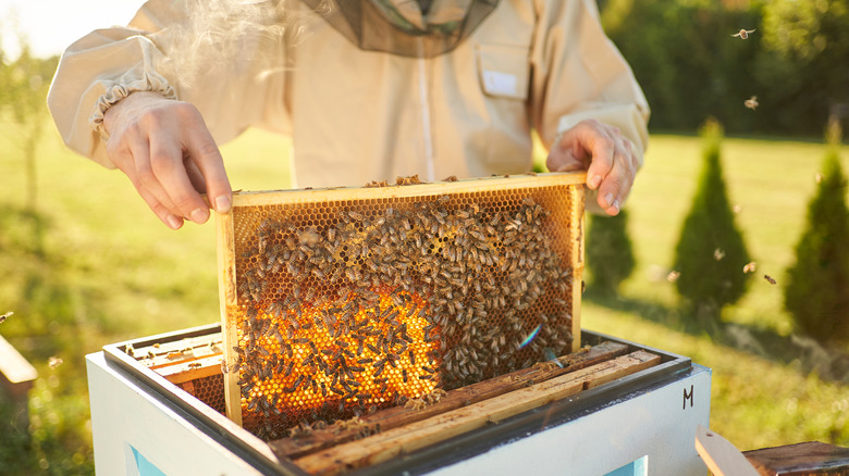 beekeeper with honeycomb of bees