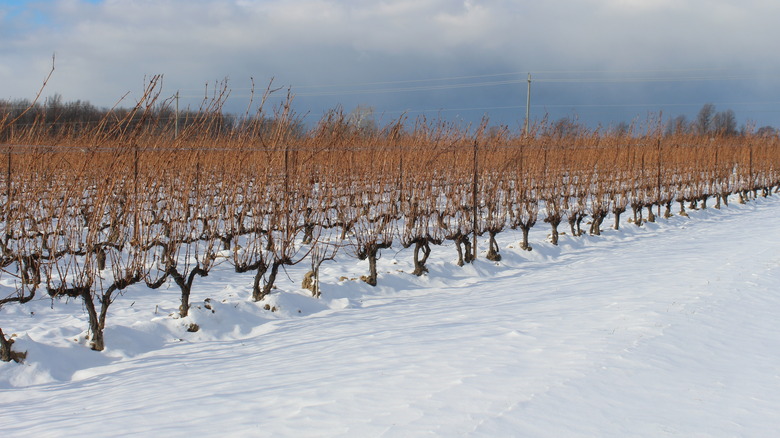 Canadian icewine vineyard