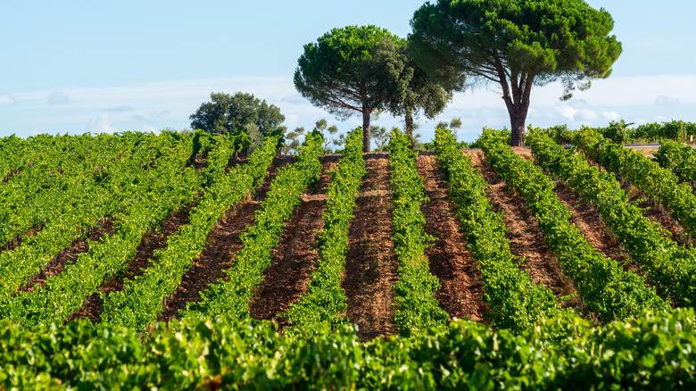 Vineyards in Côtes de Provence