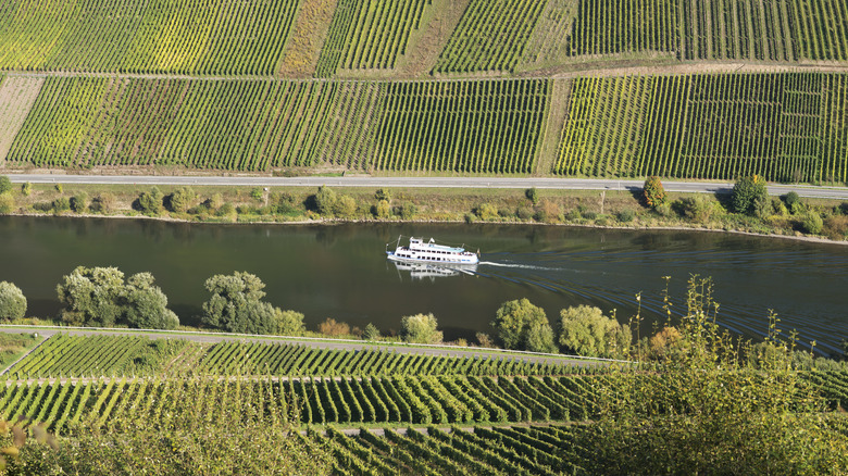 Vineyards in Mosel, Germany