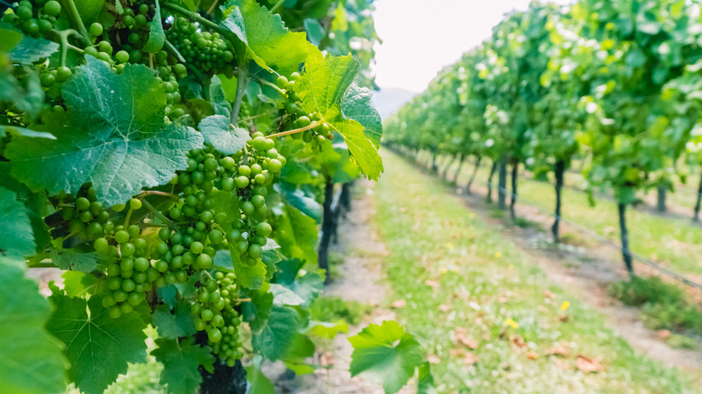 Sauvignon blanc growing in Marlborough 