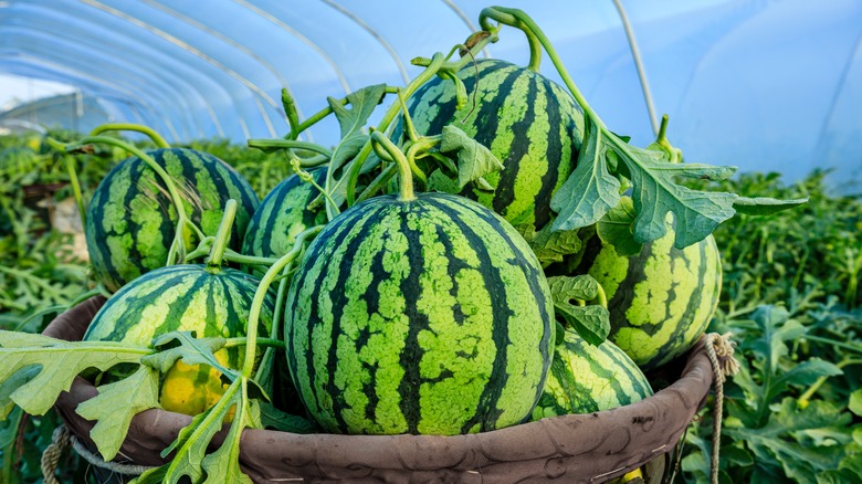 Growing watermelon in greenhouse