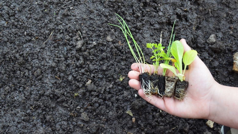 Vegetable seedlings