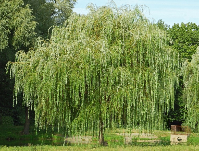 Willows