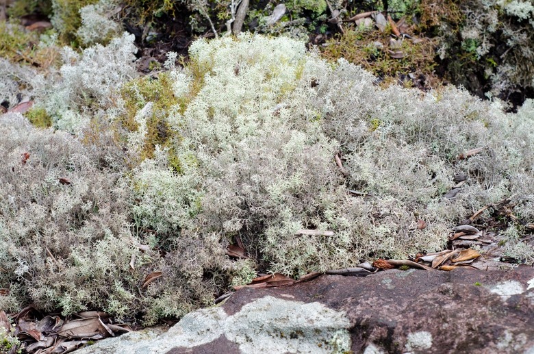 Reindeer Moss