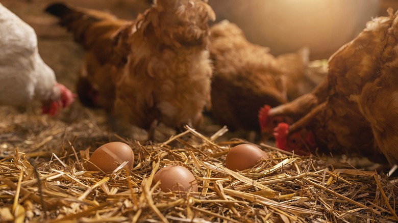 Chickens pecking, eggs in foreground