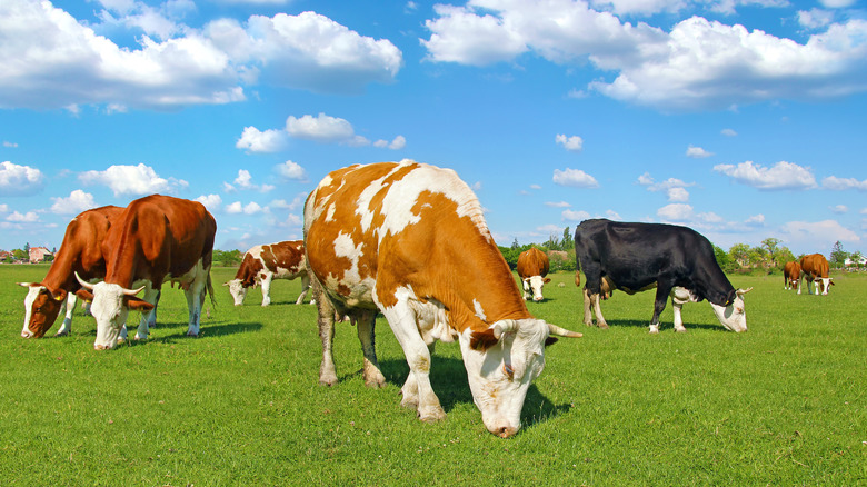 Cows grazing in a green field under a blue sky