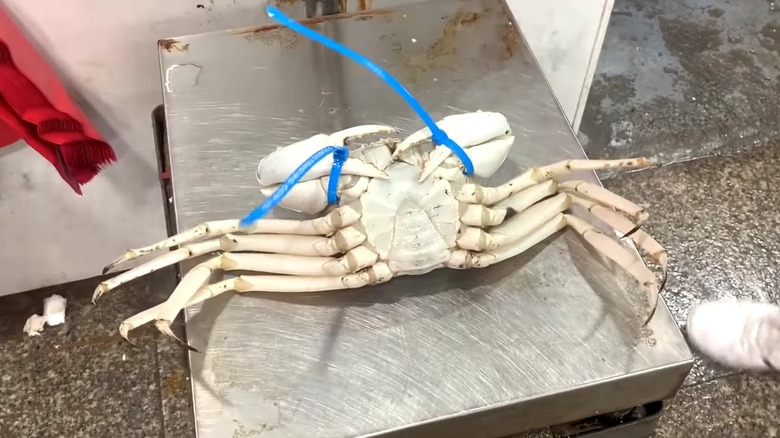 Crystal crab on scale