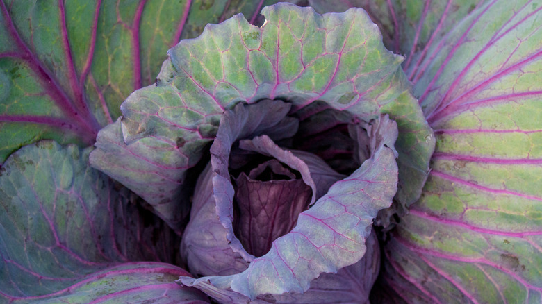 cabbage growing tinted bluish green