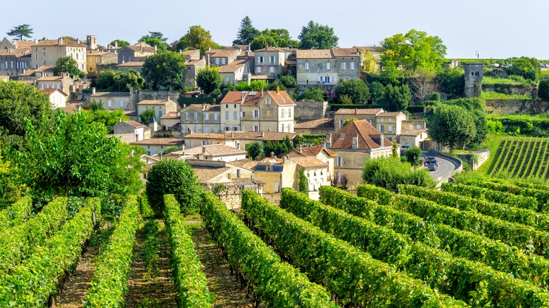 Vineyard in Bordeaux region of France