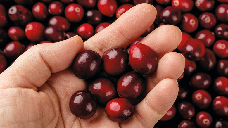 Hand holding fresh cranberries