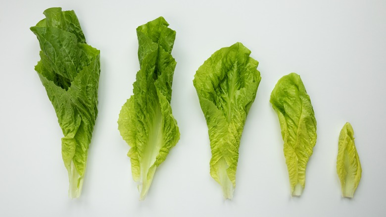 leaves of escarole