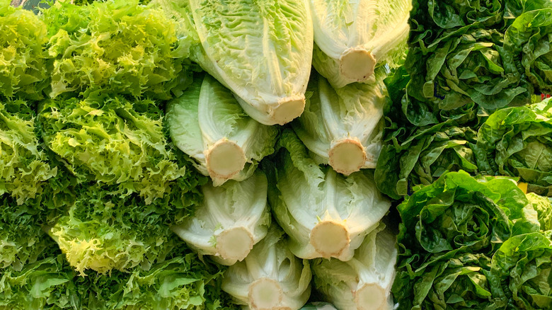 escarole and lettuces at a grocery store