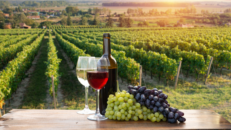 Glasses of white and red wine with grapes on a table with a wine bottle and vineyard in the background.