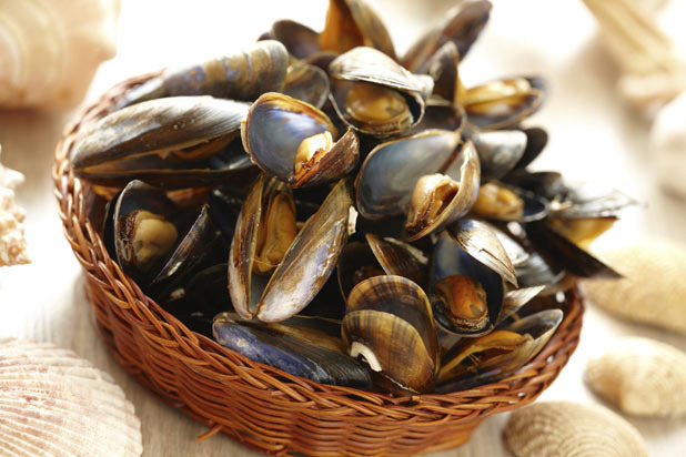 Farmed Mussels