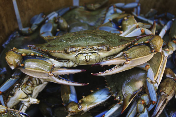 Trotline-Caught Blue Crab from Chesapeake Bay 