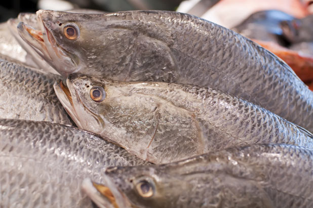 Barramundi