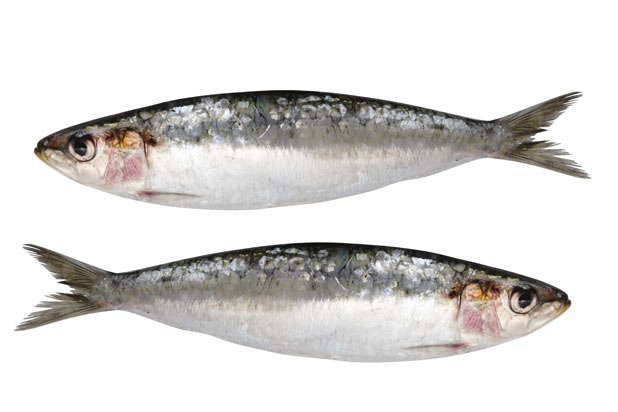 Sardines