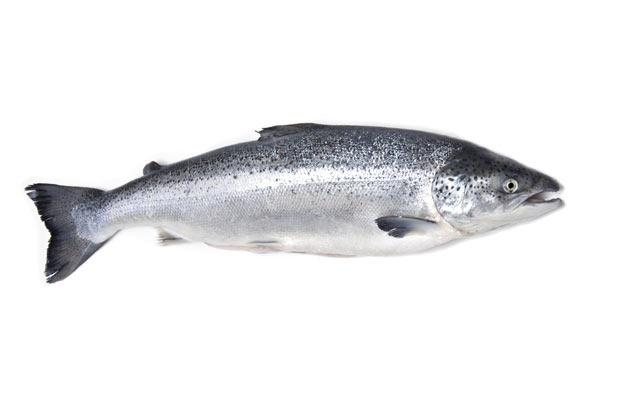 Wild-Caught Salmon