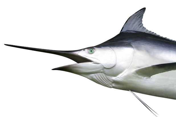 Swordfish