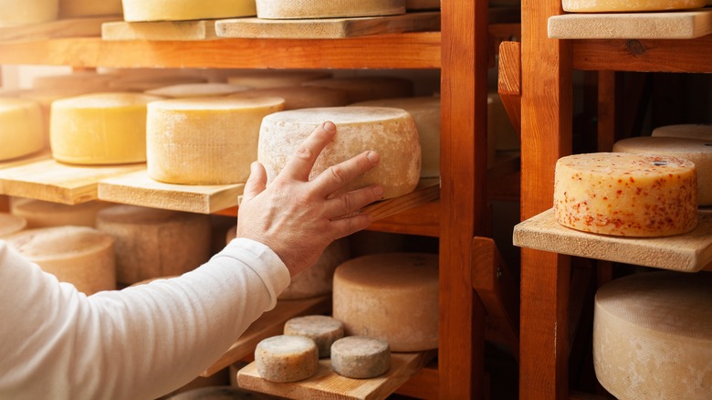 hand grabbing wheel of aging cheddar cheese