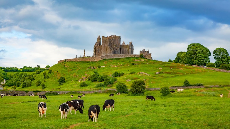 Irish cow pasture and castle ruins