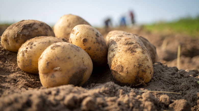 Potatoes in dirt