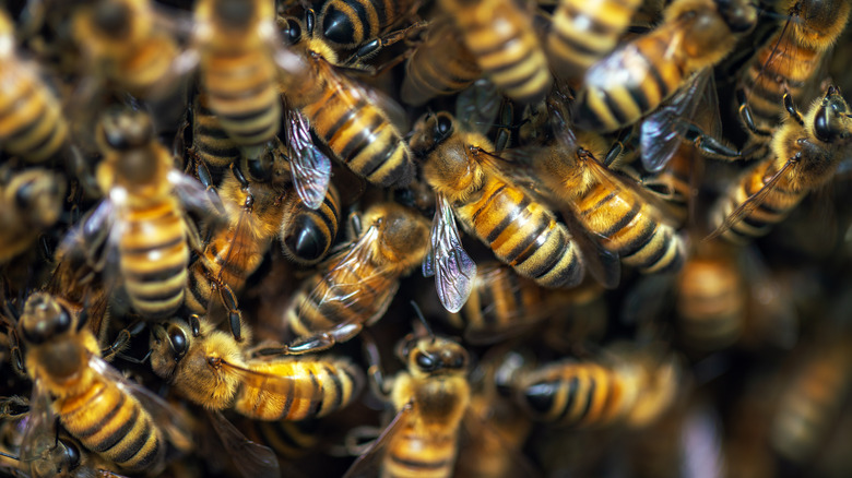 Close up of honey bees