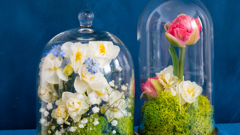 Glass cloche with plants 