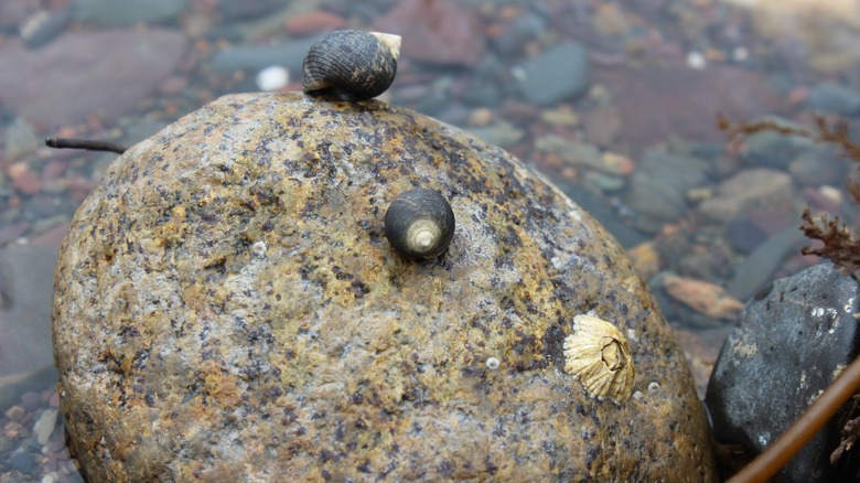 Periwinkles on rock