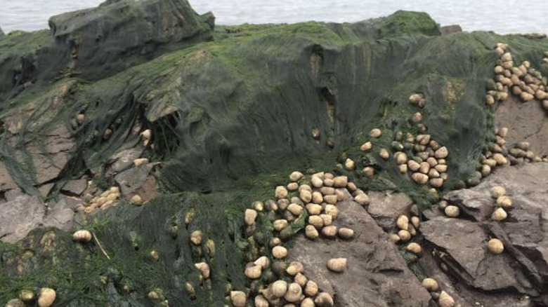 Periwinkles on rock