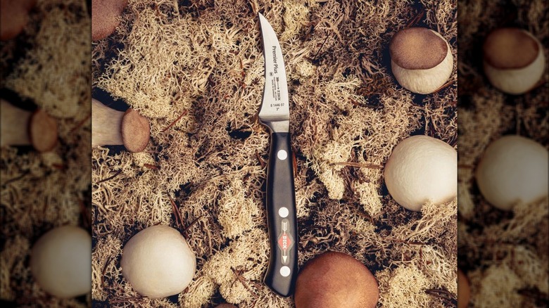 tourne knife on moss with mushrooms