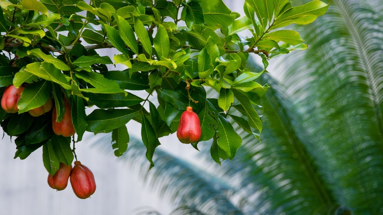 Ackee trees in Jamaica