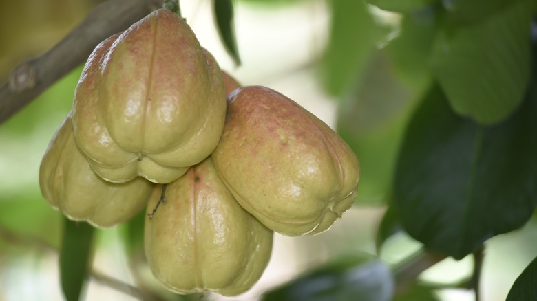 Unripe ackee hanging on tree